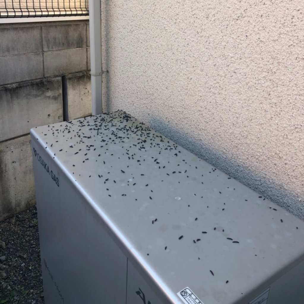 和歌山コウモリ駆除