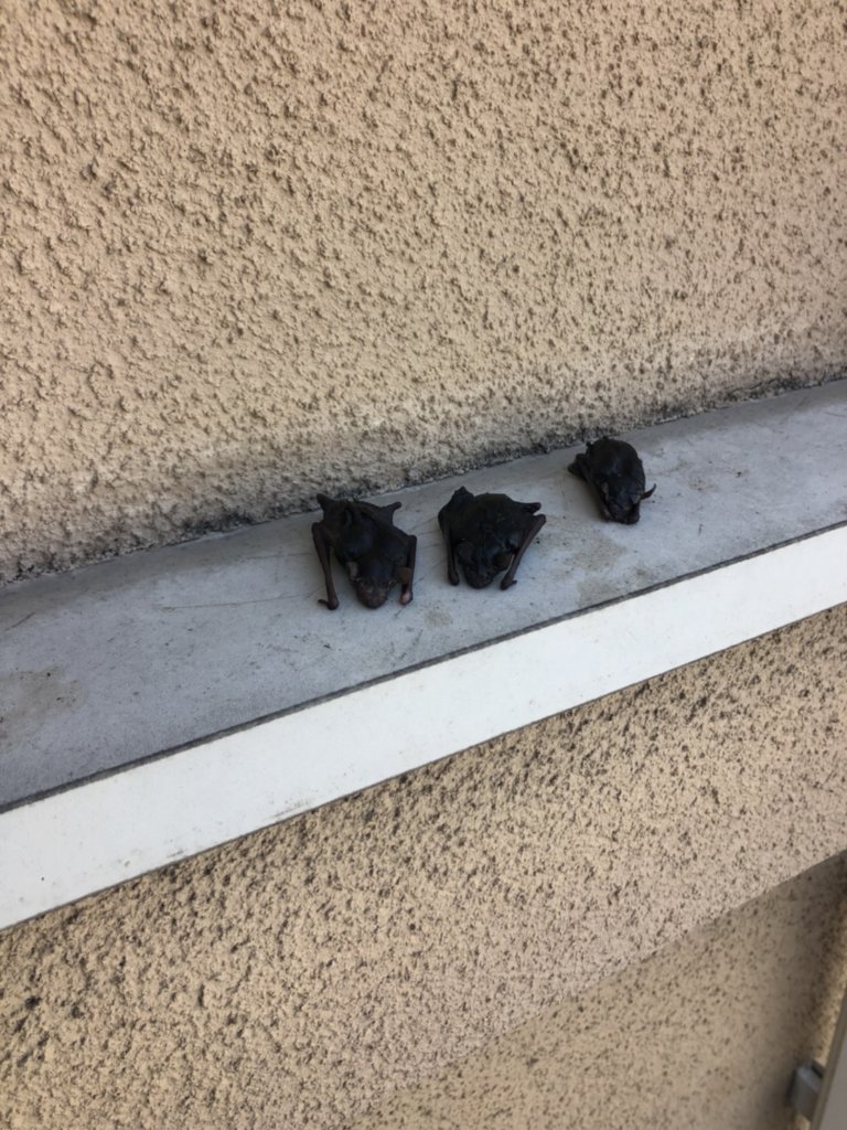 滋賀県のコウモリ駆除の事例写真