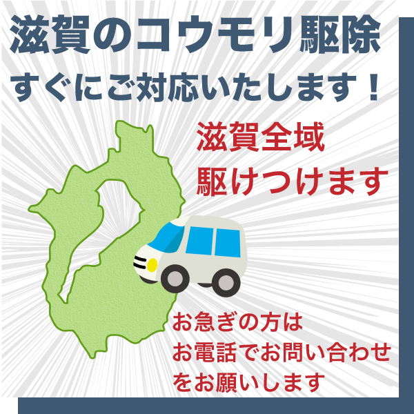 滋賀県のコウモリ駆除すぐにご対応いたします。お急ぎの方はお電話ください。