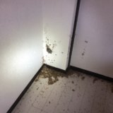 和泉市コウモリのフン被害