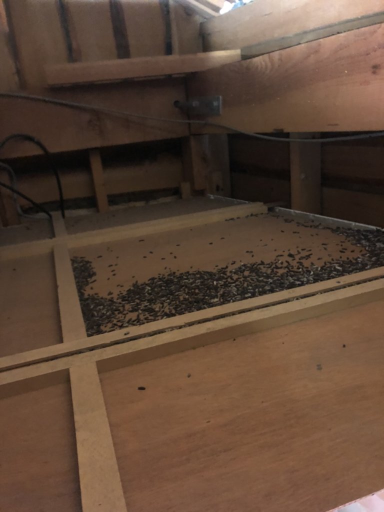 兵庫県西宮市のコウモリ駆除と屋根裏のフン被害