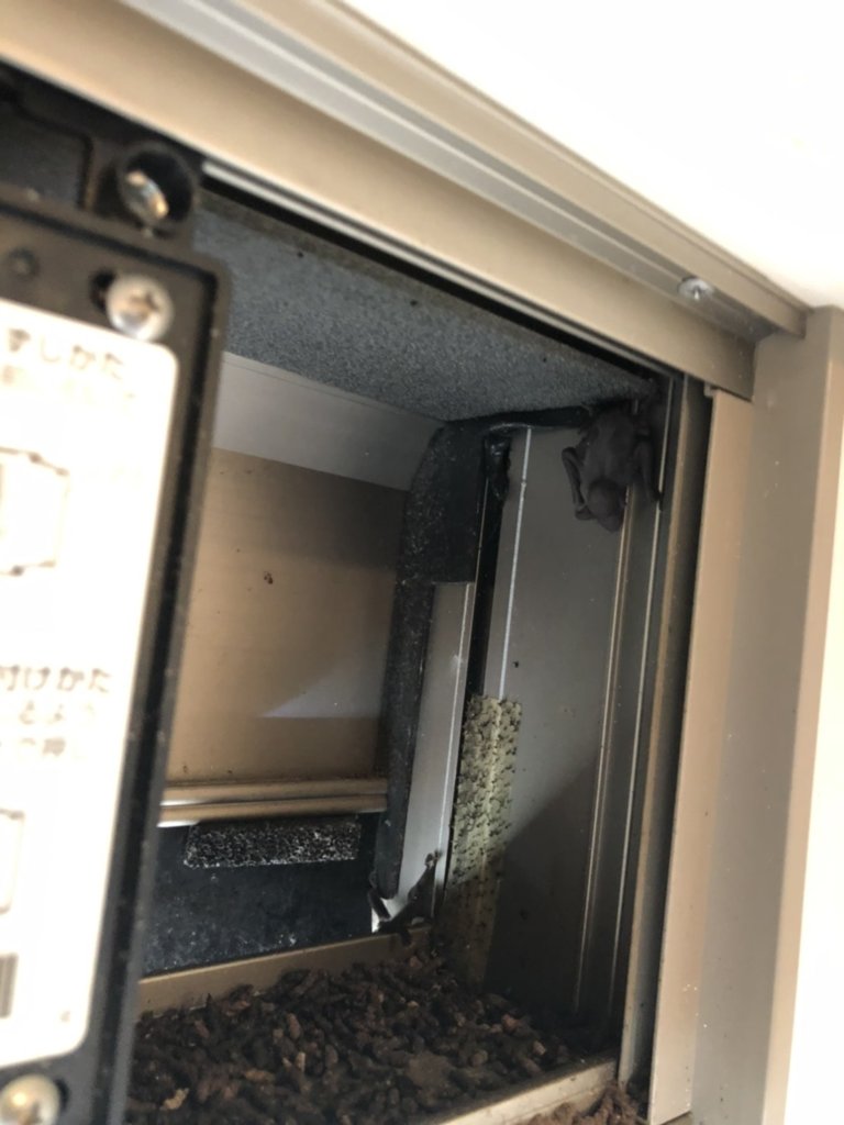 三重県のコウモリ被害写真