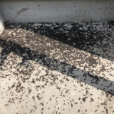 芦屋市のコウモリ駆除の作業事例(最長3年間の保証付き)