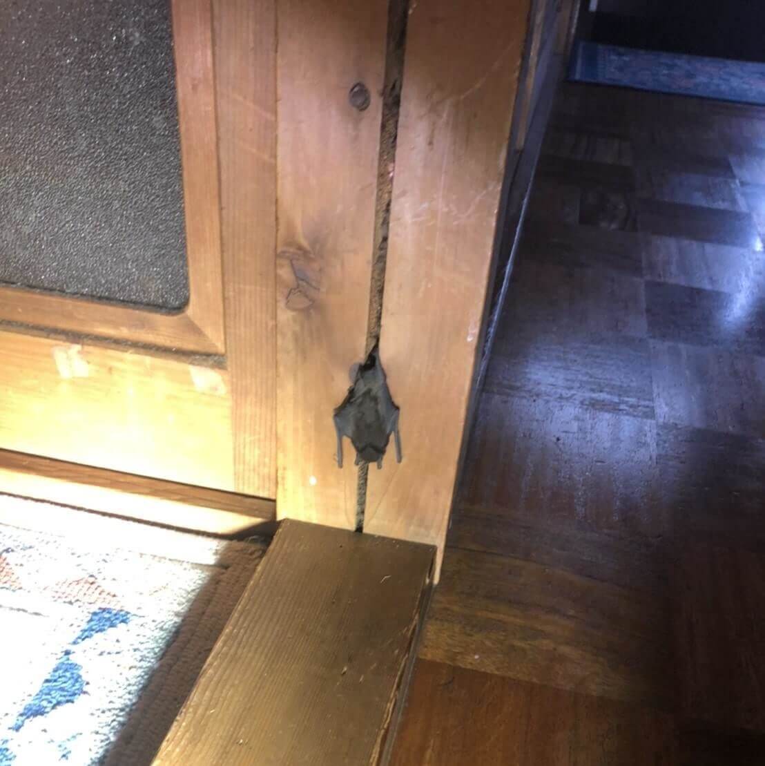 伊丹市のコウモリ駆除
家の中にコウモリが入ってきた